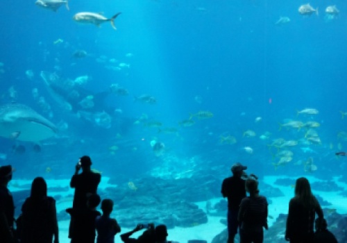 Explore the Best Zoos and Aquariums in Metairie, LA